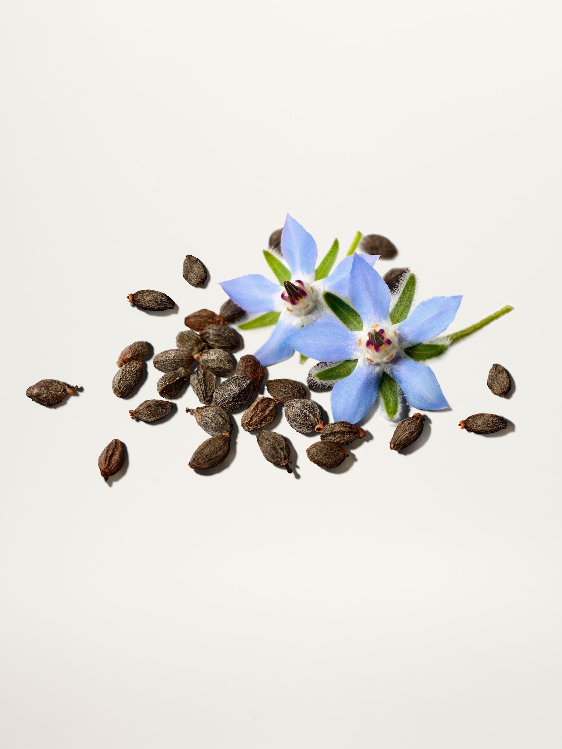 Starflower