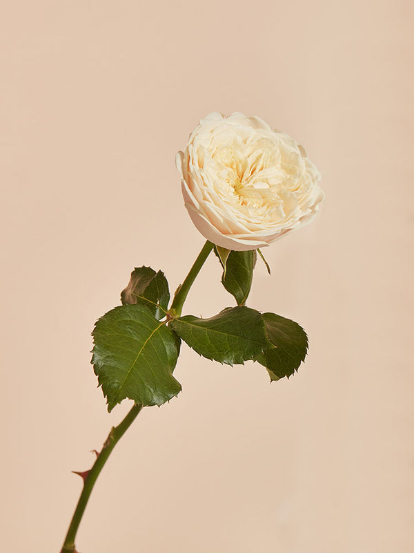 Provence Rose Flower Oil