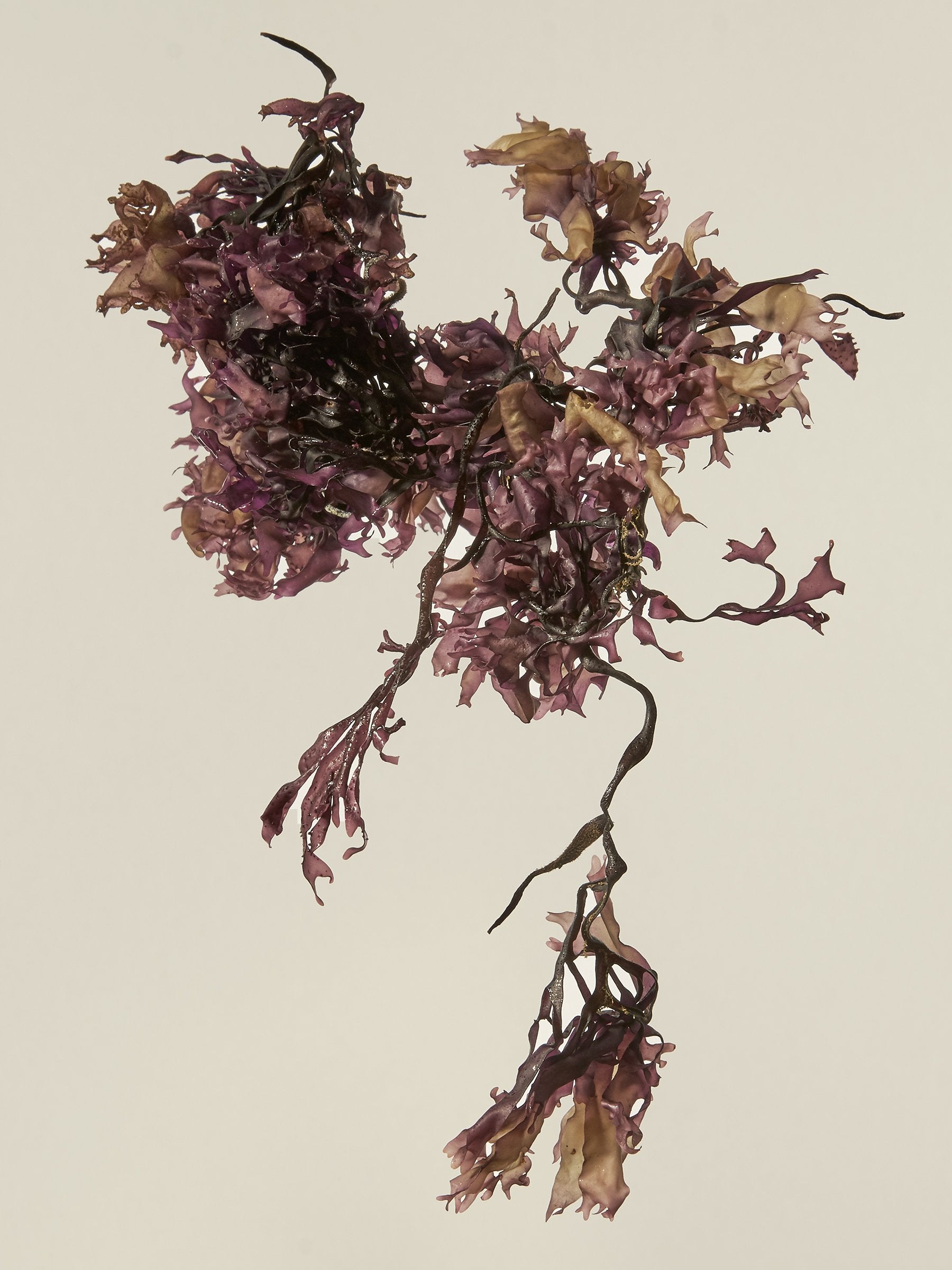Irish Moss