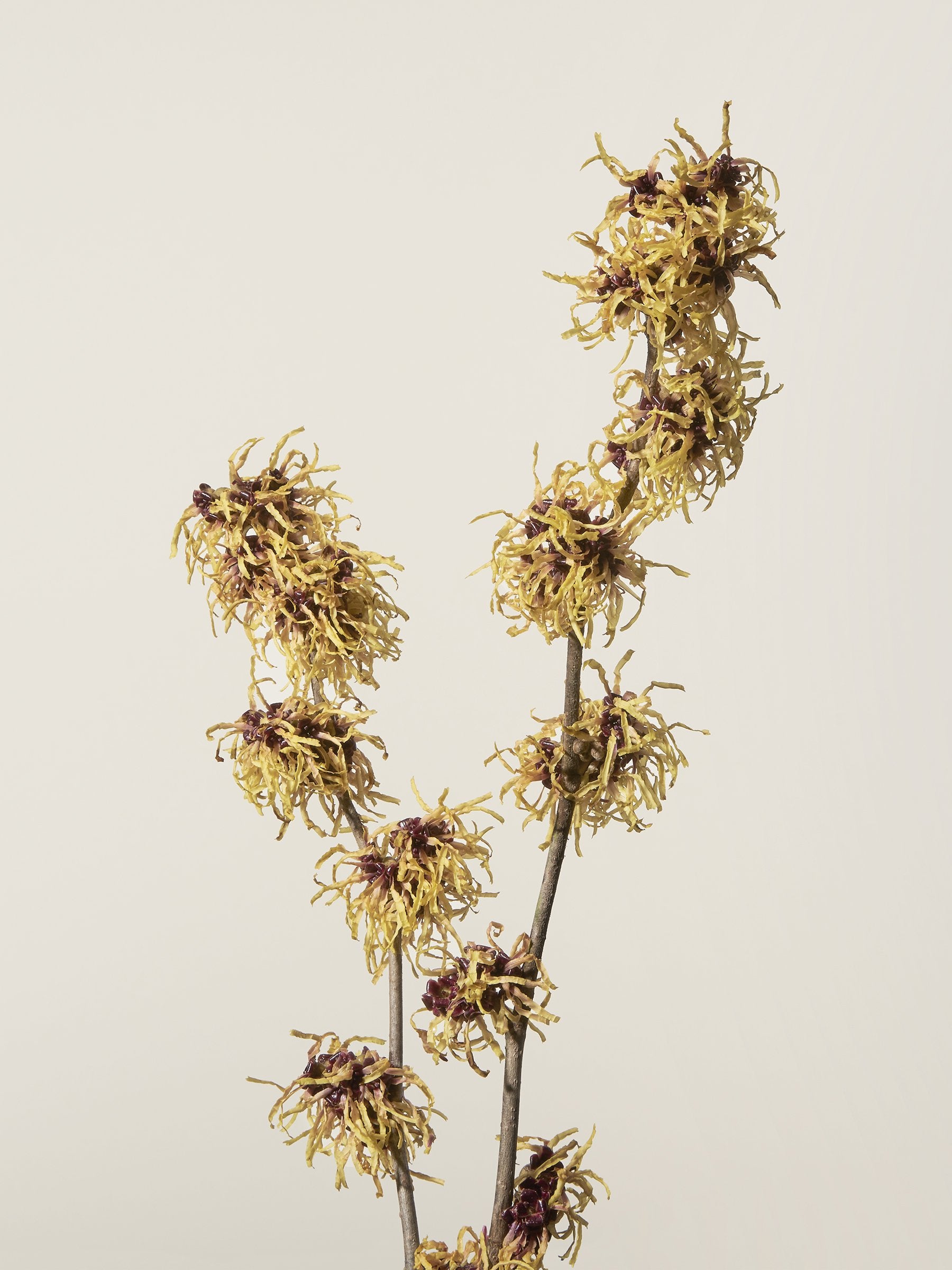 Witch hazel