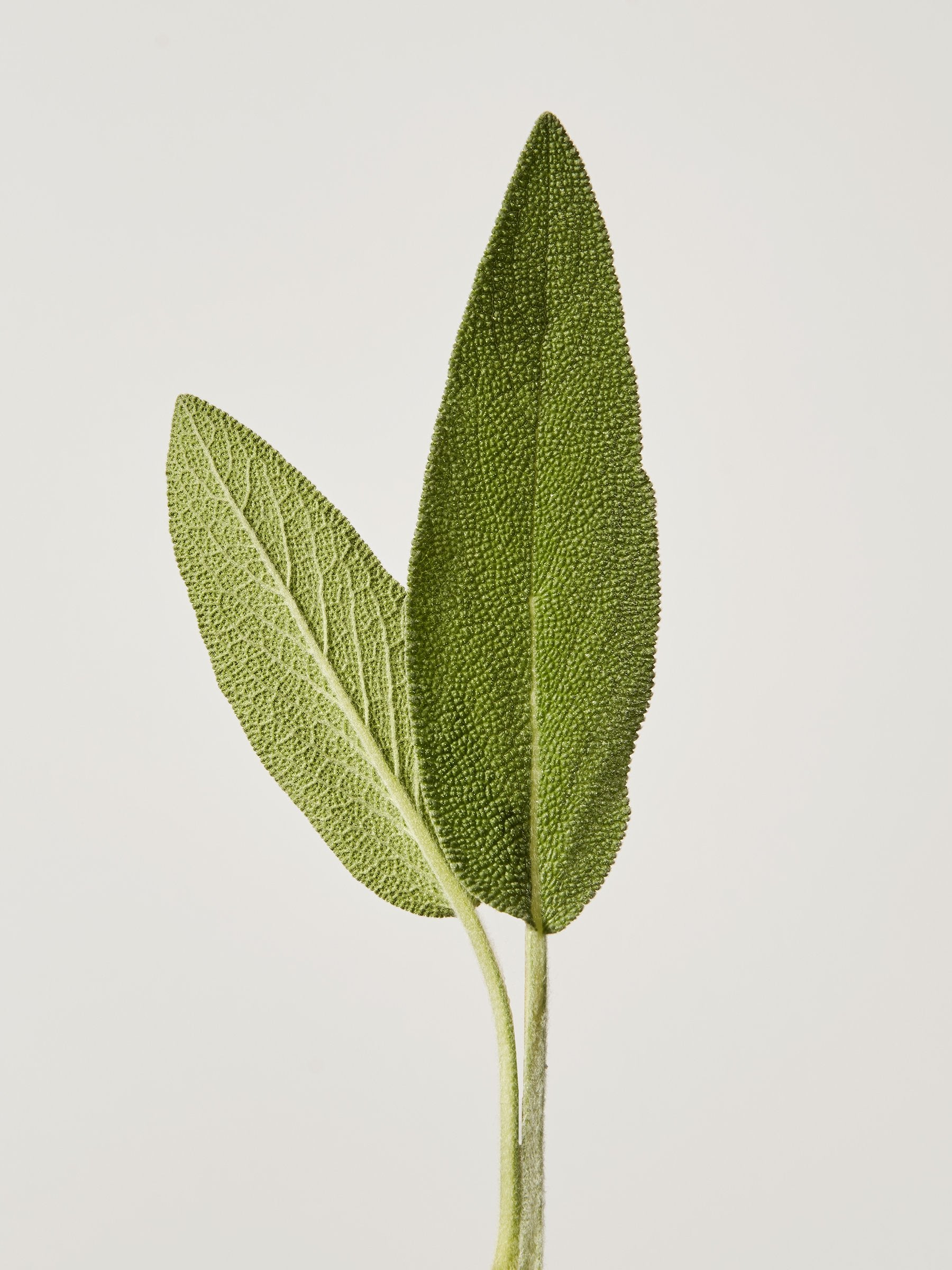 Sage